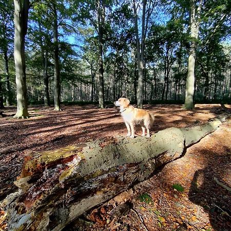 فيلا سْبيرفي Sfeervol Chalet In Drenthe Bij Het Dwingelderveld المظهر الخارجي الصورة
