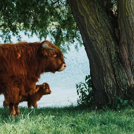 فيلا سْبيرفي Sfeervol Chalet In Drenthe Bij Het Dwingelderveld المظهر الخارجي الصورة