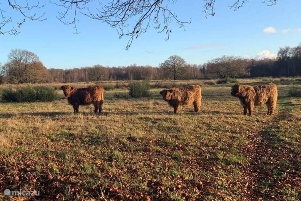 فيلا سْبيرفي Sfeervol Chalet In Drenthe Bij Het Dwingelderveld المظهر الخارجي الصورة