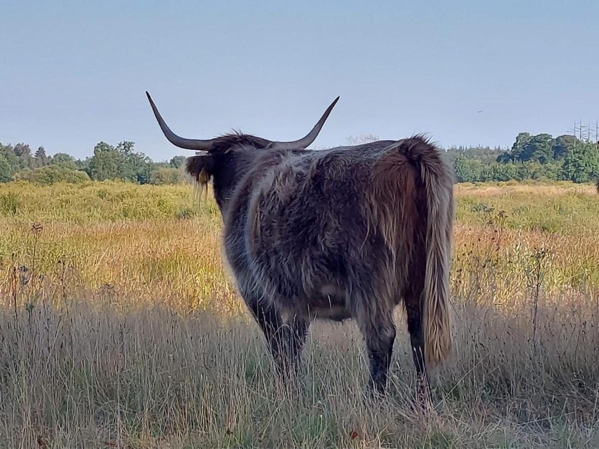 فيلا سْبيرفي Sfeervol Chalet In Drenthe Bij Het Dwingelderveld المظهر الخارجي الصورة