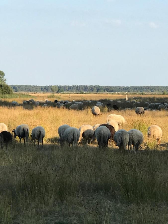 فيلا سْبيرفي Sfeervol Chalet In Drenthe Bij Het Dwingelderveld المظهر الخارجي الصورة