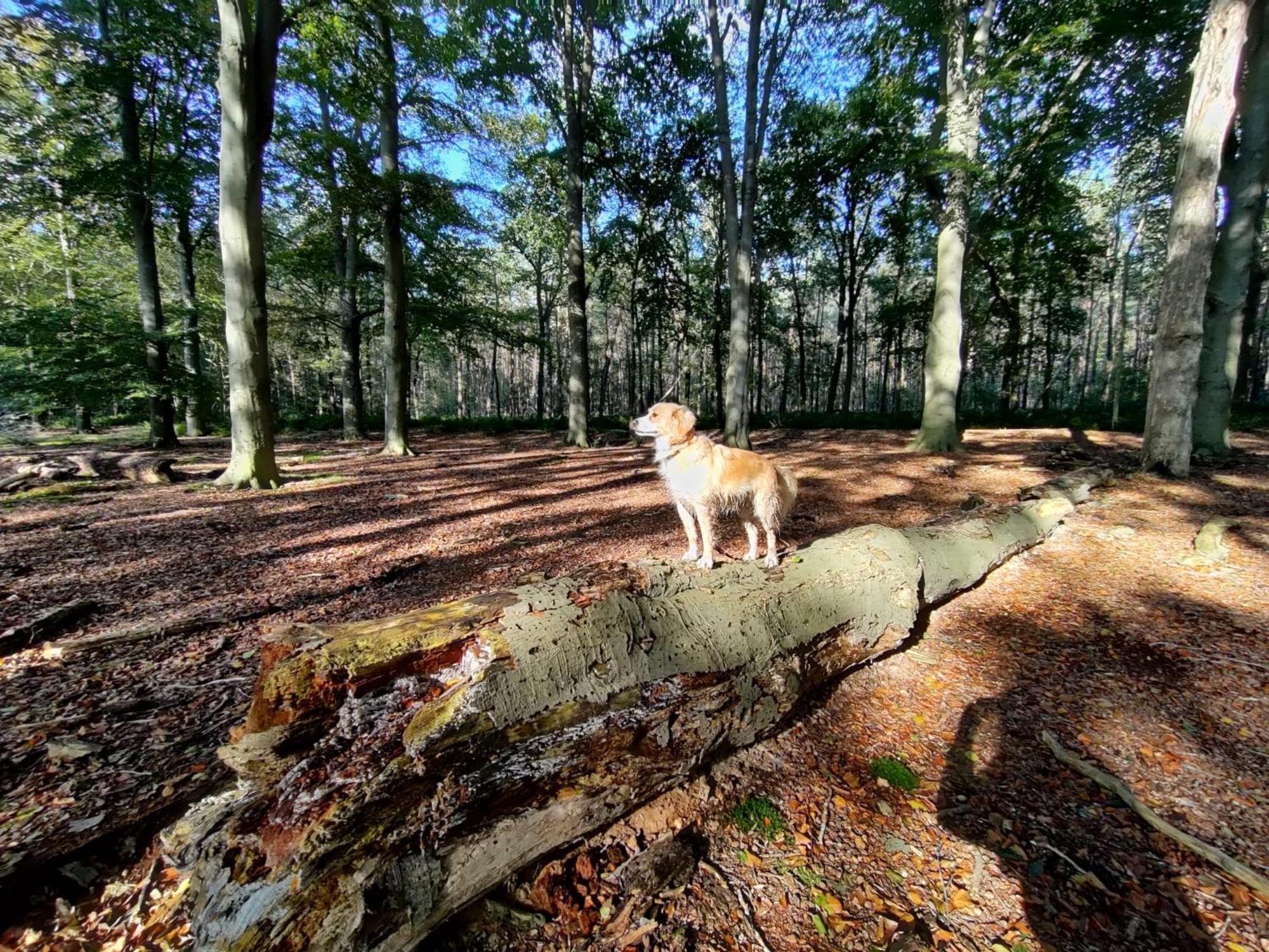 فيلا سْبيرفي Sfeervol Chalet In Drenthe Bij Het Dwingelderveld المظهر الخارجي الصورة
