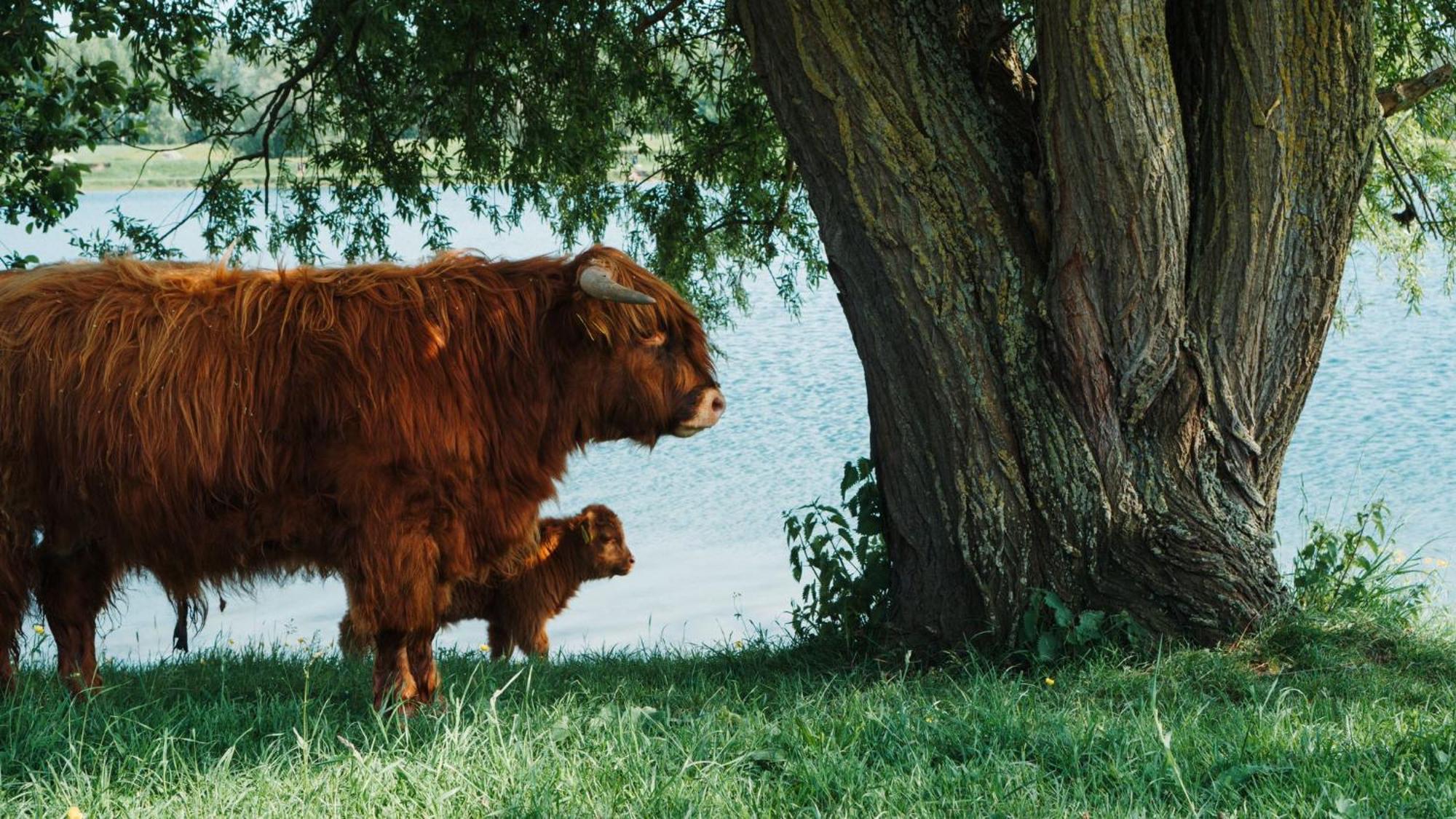 فيلا سْبيرفي Sfeervol Chalet In Drenthe Bij Het Dwingelderveld المظهر الخارجي الصورة